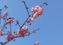 中洲の桜